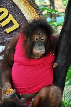 Portrait of an adult orangutan 