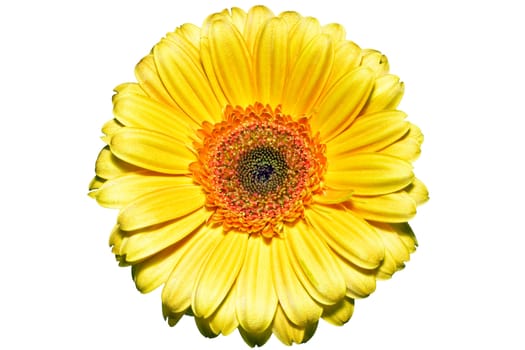Sunny yellow flower on a white background, high quality macro