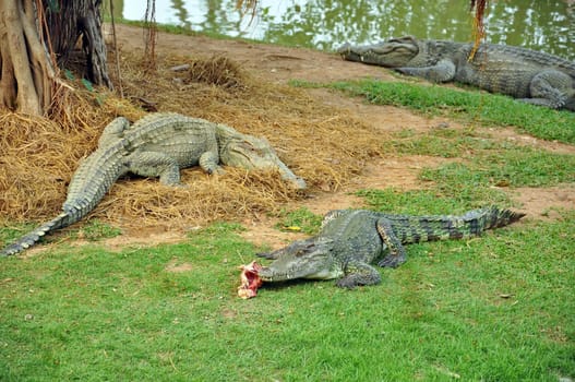 Crocodile in a farm, Thailand