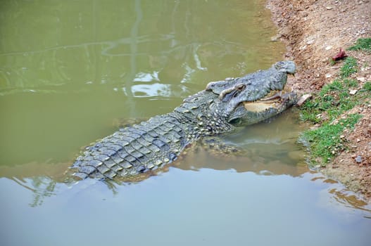 Crocodile in a farm, Thailand