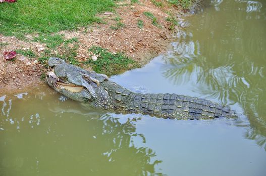 Crocodile in a farm, Thailand