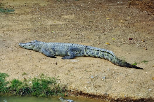 Crocodile in a farm, Thailand