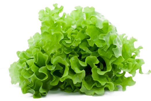 Fresh green Lettuce salad on white isolated background