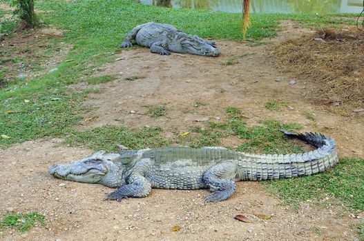 Crocodile in a farm, Thailand