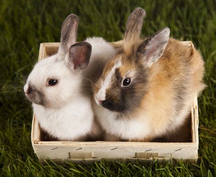 Happy Easter