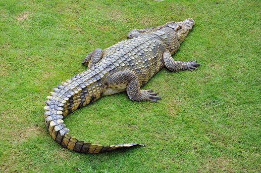 Crocodile in a farm, Thailand