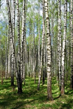 Green summer forest