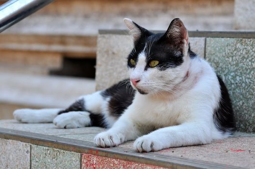 Portrait of a Thai cat