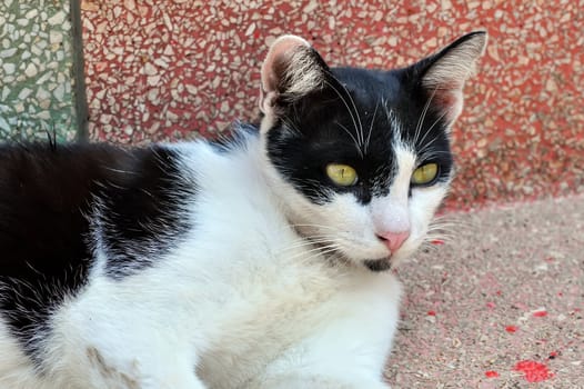 Portrait of a Thai cat