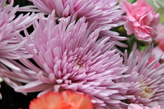 Beautiful bouquet of flowers