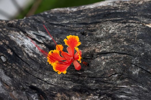 Beautiful orange flower on the old wood with small orange  insect.