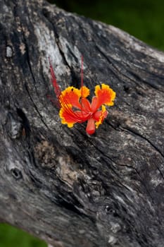 Beautiful orange flower on the old wood.