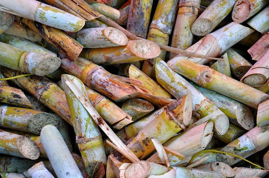 Freshly cut sugar cane used as a background 