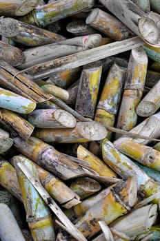 Freshly cut sugar cane used as a background 
