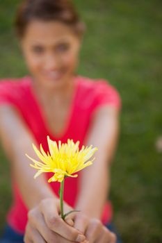 Woman holding a yellow flower at arms reach with focus on the flower