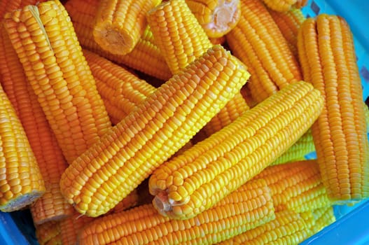 Fresh corn cobs