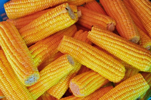 Fresh corn cobs