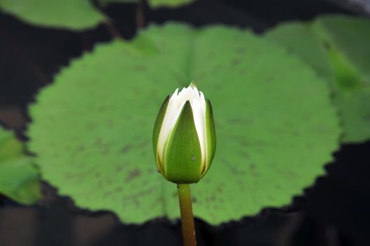 White Lotus Flower Bud