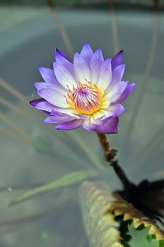 Purple Lotus grows in the pond