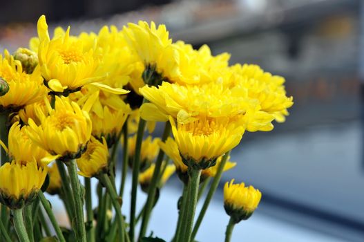 Yellow flowers