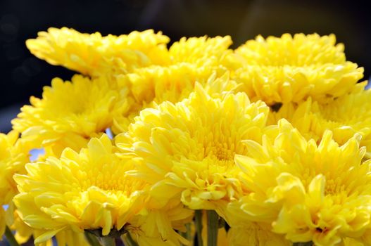 Yellow flowers