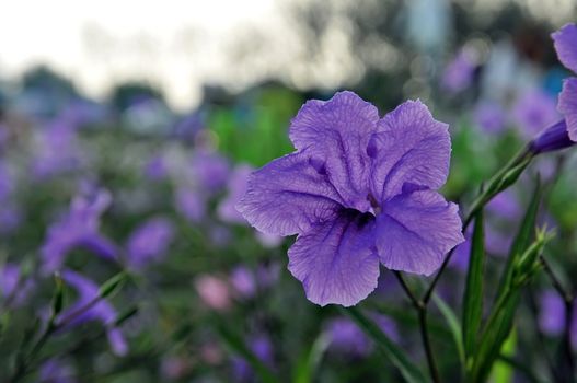 Purple flowers in wild nature