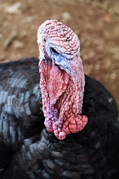 Closeup of a live male turkey. Extreme shallow depth of field with selective focus on the turkey's face.