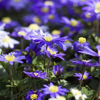 purple japanese anemone flowers