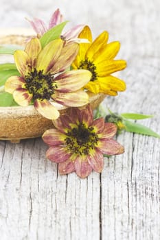 sunflowers on old wooden background (Helianthus)