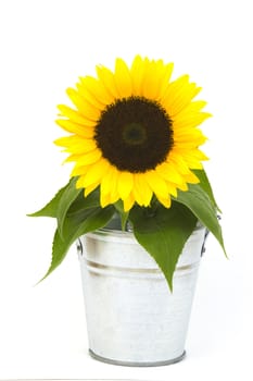 Beautiful sunflower in a bucket (Helianthus)