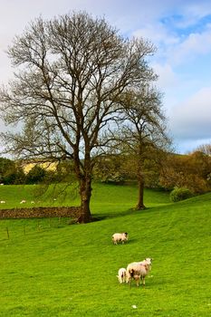 On the pasture in Yorkshire Dales in Great Britain