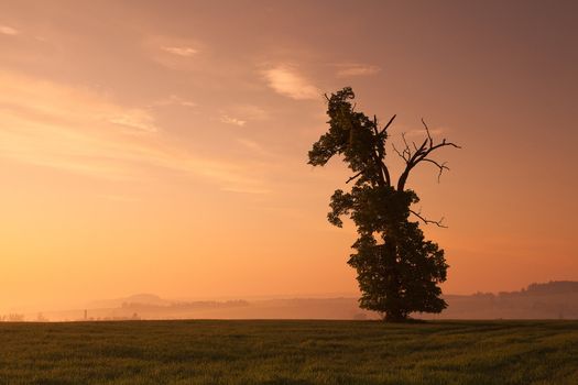 Memorable oak in the morning mist