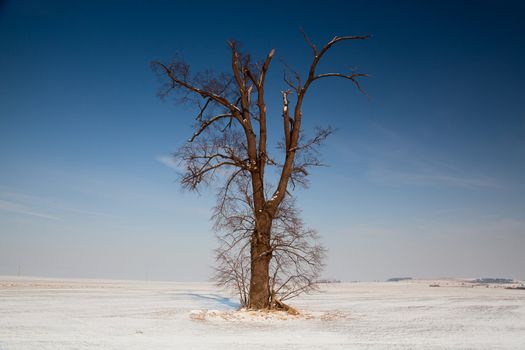 Memorable oak on the winter field