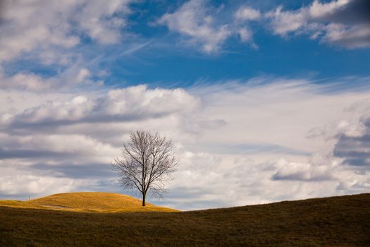 The small tree on the golf course in autumn