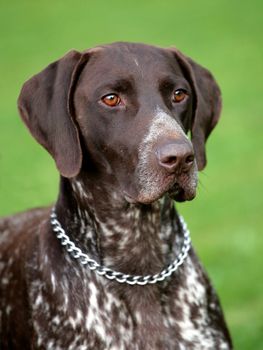 Deutsch Kurzhaar   German Short-haired Pointing Dog