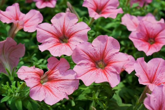 Blooming morning glory vine