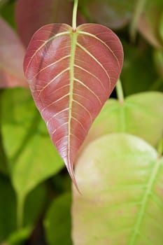 Fall leafs on plant