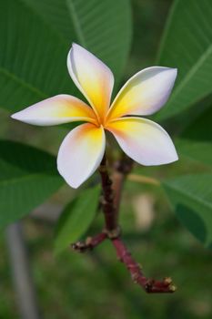 Plumeria flowers