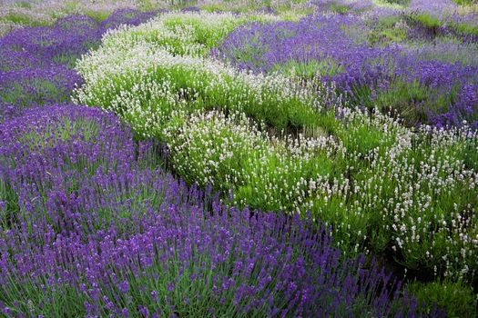 Lavender field in Yorkshire in Great Britain
