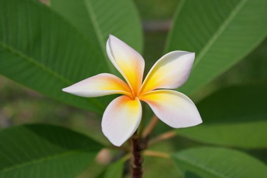 Plumeria flowers