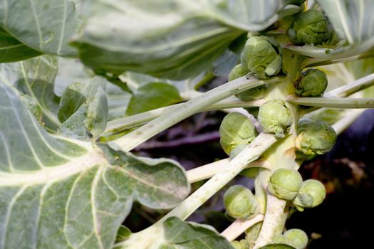 Brussel sprouts on plant with stem and leaves