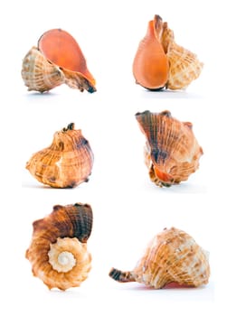 High resolution seashell set on white background 