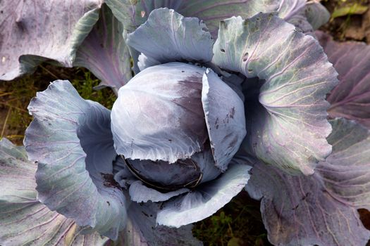 red cabbage in garden seen  from above