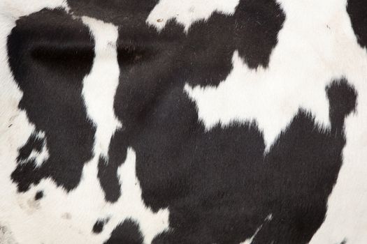 pattern on the side of a black and white cow