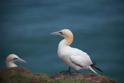 Northern gannets