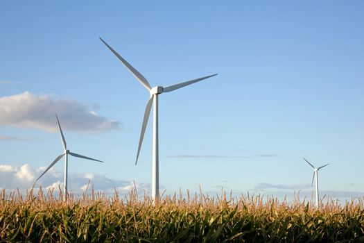 wind turbines in corn field in the Netherlands