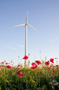 field of poppies and wind turbine with blue sky in background