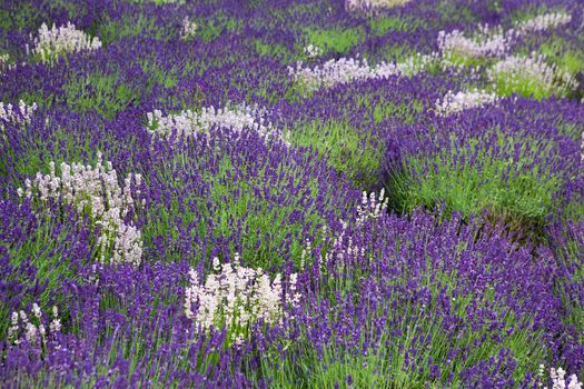 Lavender field in Yorkshire in Great Britain