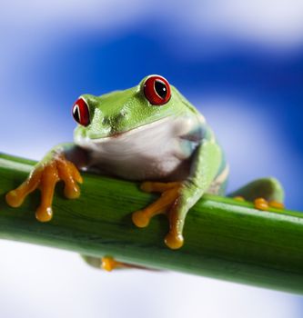 The photo of the red eyed tree frog