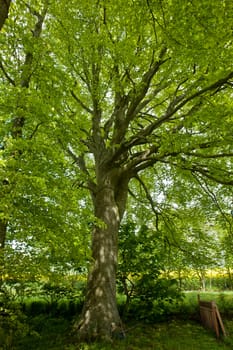 Beech canopy lush green leaves tree view perfect nature forest background vertical            